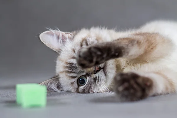 Hrát zábavné a roztomilé kotě — Stock fotografie