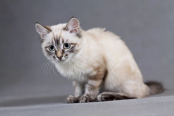 Lindo gatito —  Fotos de Stock