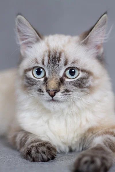 Portret wesoły mały kotek — Zdjęcie stockowe