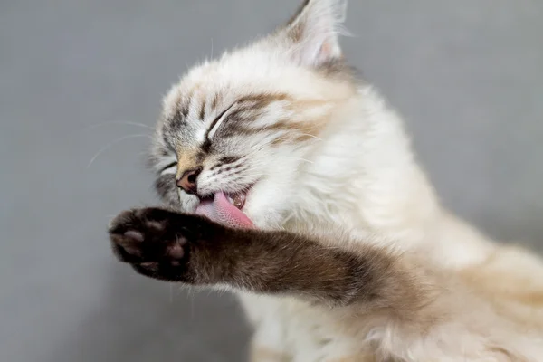 Portrait of a little kitty licks merry — Stock Photo, Image