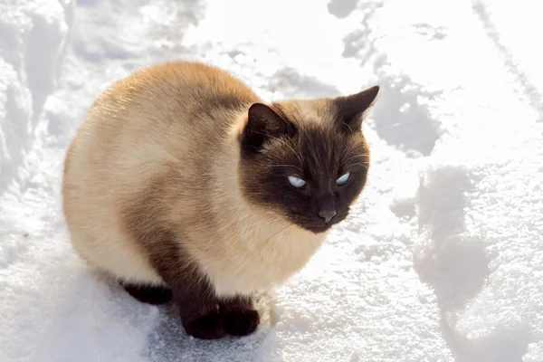 雪の上の猫 — ストック写真