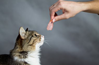 Güzel kabarık kedi sosis alır