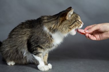 Güzel kabarık kedi sosis alır