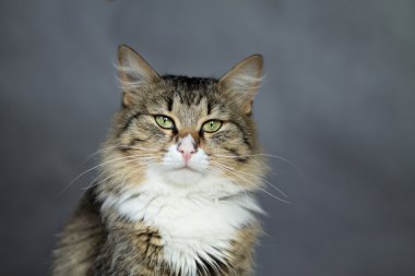 Güzel kabarık kedi