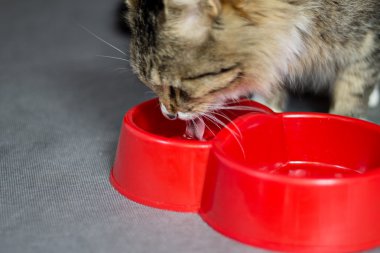 Güzel kabarık kedi içecek su