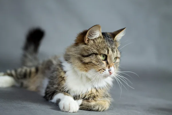 Beautiful fluffy cat — Stock Photo, Image