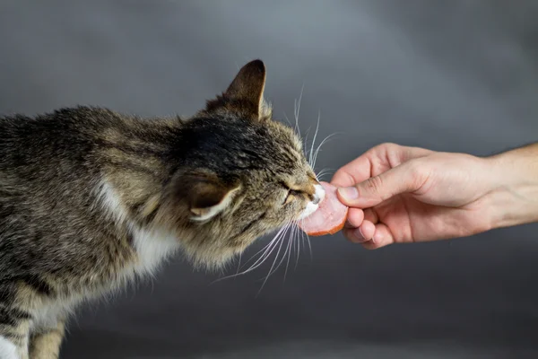 美しいフワフワした猫はソーセージ — ストック写真