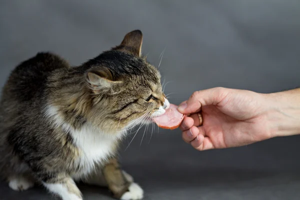 Красивая пушистая кошка берет колбасу — стоковое фото