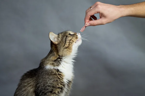 美しいフワフワした猫はソーセージ — ストック写真