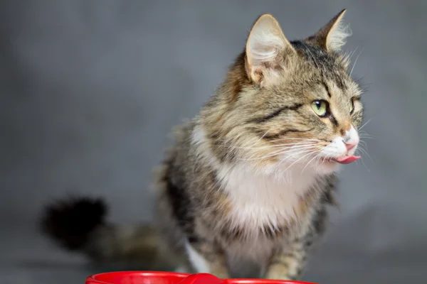 Mooie pluizig kat toont tong — Stockfoto