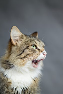 Güzel kabarık kedi onun dudaklarını yalıyor