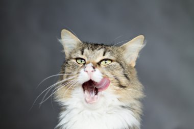Güzel kabarık kedi onun dudaklarını yalıyor