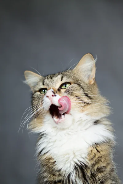 Schöne flauschige Katze leckt ihre Lippen — Stockfoto