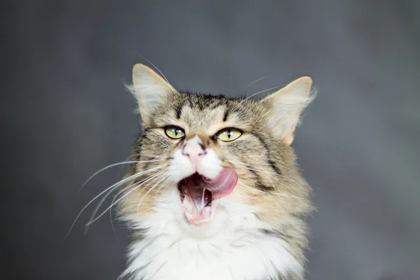 Beautiful fluffy cat licks its lips — Stock Photo, Image