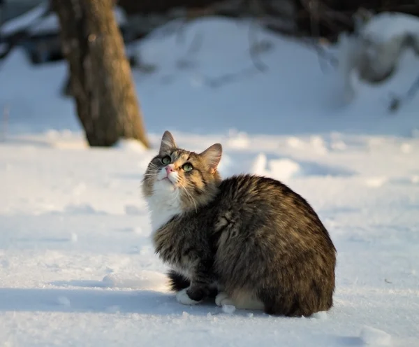 Schöne Katze im Schnee, die nach oben schaut — Stockfoto