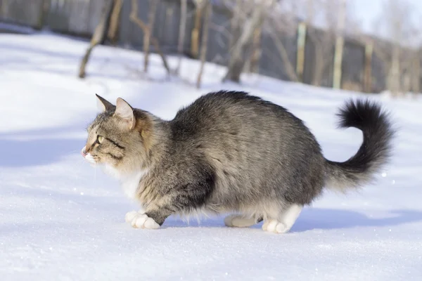 Vackra fluffiga katten i snön på vintern — Stockfoto