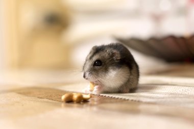 güzel küçük hamster masada oturan ve bir fındık yiyor