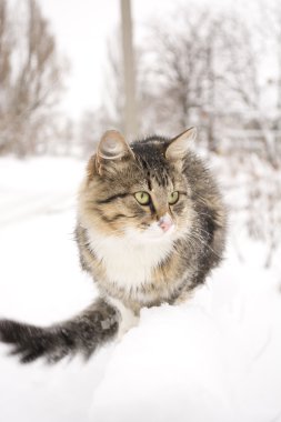 kabarık kedi kışın karda yürür