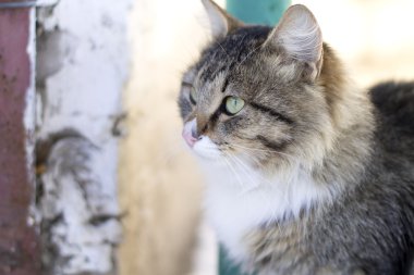 bir güzel kabarık kedi kış portresi