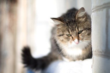 Kışın pencere güzel pofuduk kedi