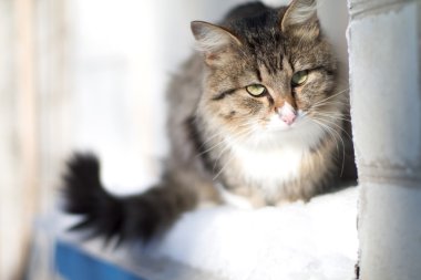 Kışın pencere güzel pofuduk kedi