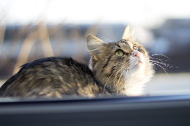 güzel kabarık kedi kenarında kışın oturur.