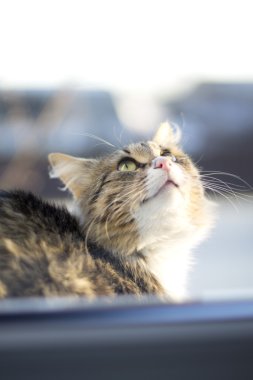 güzel kabarık kedi kenarında kışın oturur.