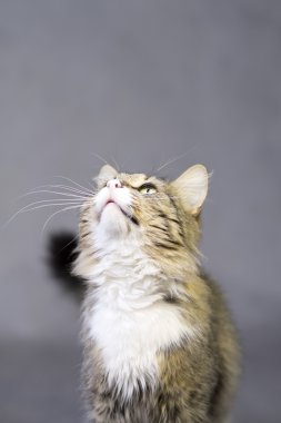 güzel kabarık şirin kedi portresi