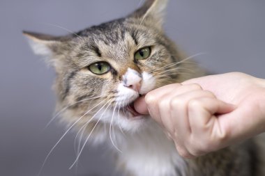 güzel kabarık şirin kedi ısırıkları parmak
