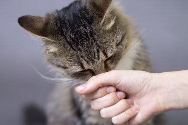 güzel kabarık şirin burnu kolundan itti