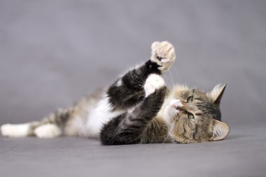 güzel kabarık oyun oynayan kedi