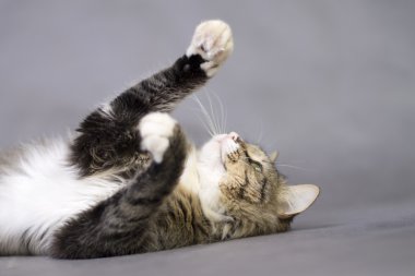 güzel kabarık oyun oynayan kedi