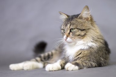 Güzel kabarık yalancı kedi portresi 