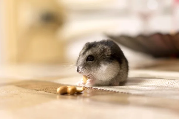 Hermoso hámster pequeño sentado en la mesa y se come una nuez —  Fotos de Stock