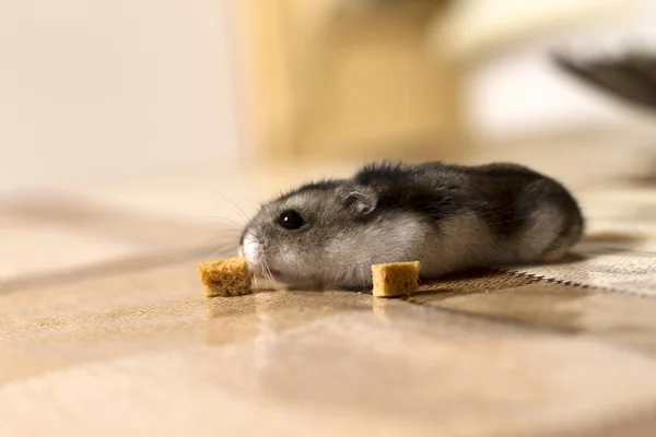 Hámster alcanzar para galletas y olfatea —  Fotos de Stock