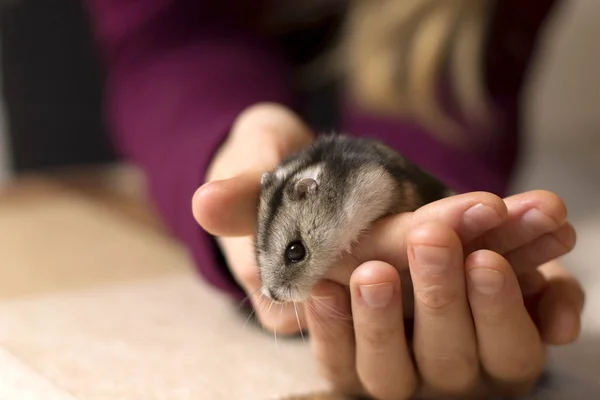 küçük, güzel bir hamster tutan kız