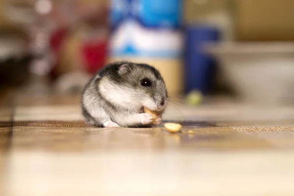 Güzel küçük hamster masada oturan ve bir fındık yiyor — Stok fotoğraf