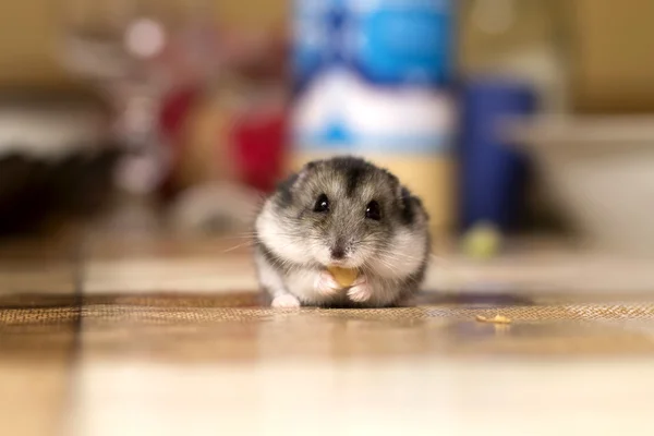 Hermoso hámster pequeño sentado en la mesa y se come una nuez —  Fotos de Stock