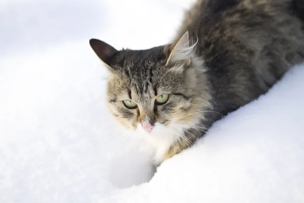 Fluffiga katten promenader i snön — Stockfoto