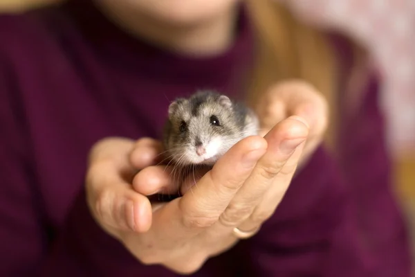 Girl holding a tiny, beautiful hamster — Stock Photo, Image
