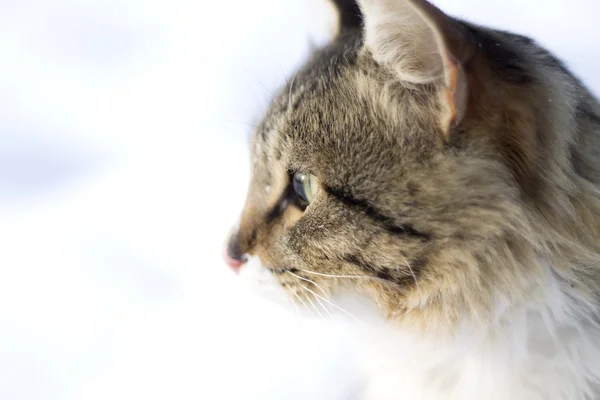 Портрет красивой пушистой кошки — стоковое фото