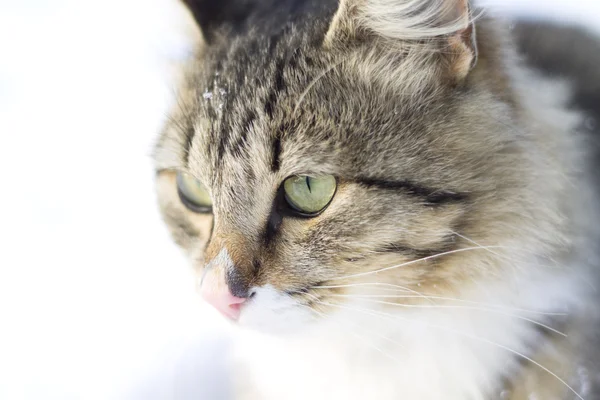 Retrato de um belo gato fofo — Fotografia de Stock