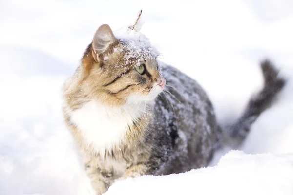 Pörröinen kissa kävelee lumella — kuvapankkivalokuva