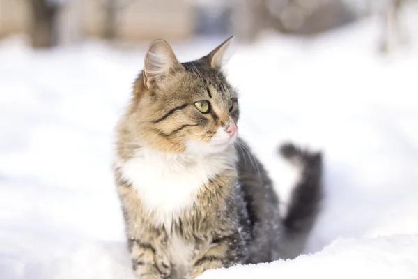Flauschige Katze läuft auf Schnee — Stockfoto