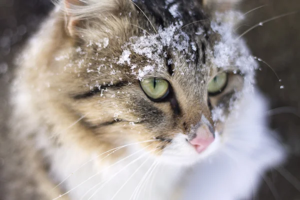 Portrait of a beautiful fluffy cat — Stock Photo, Image