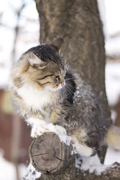 Kışın bir ağaç dalı üzerinde oturan kabarık kedi — Stok fotoğraf