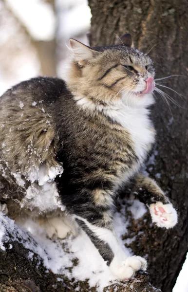 Fluffy cat sitting on a tree branch in winter — Stock Photo, Image