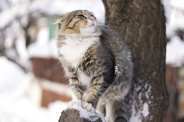 Kışın bir ağaç dalı üzerinde oturan kabarık kedi — Stok fotoğraf