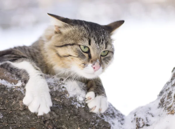 Flauschige Katze sitzt im Winter auf einem Ast — Stockfoto