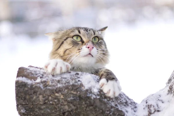 Kışın bir ağaç dalı üzerinde oturan kabarık kedi — Stok fotoğraf